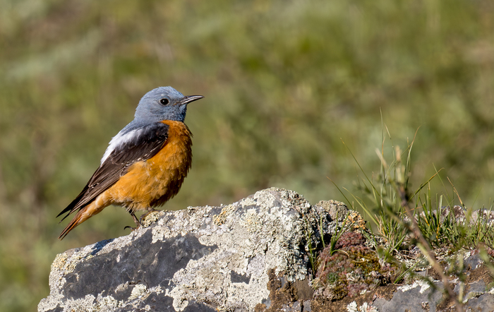 �������� �����