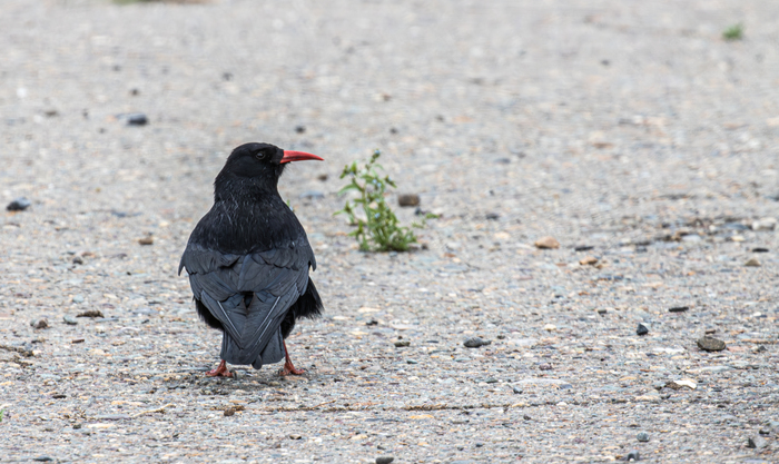 ���, ��� �� ������, ��� �������, ������ - � �������� ������ � ������, ������ ����������� "���-���", ��� �������