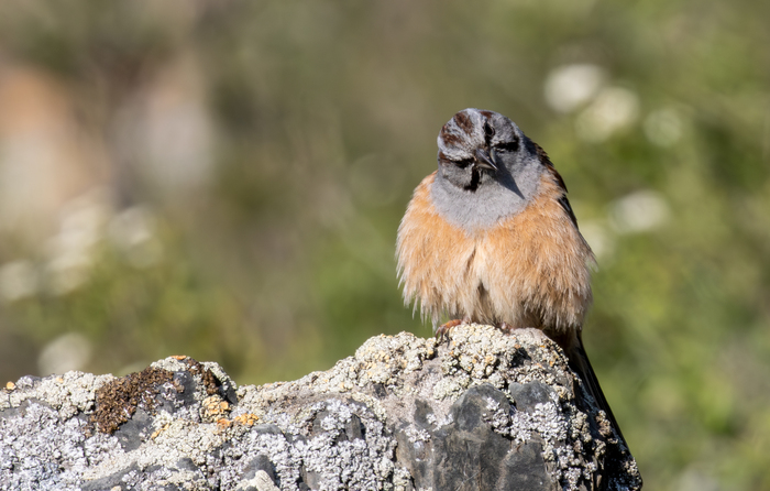 ������� �����������