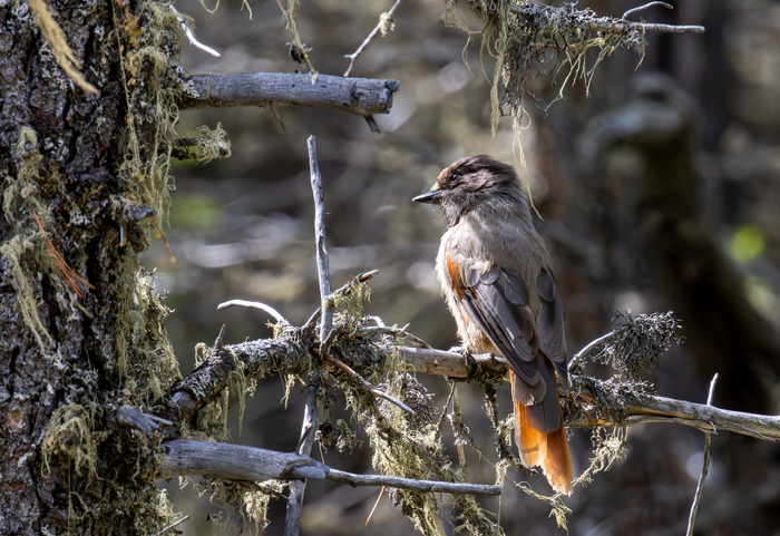 �����, ��������� ��������