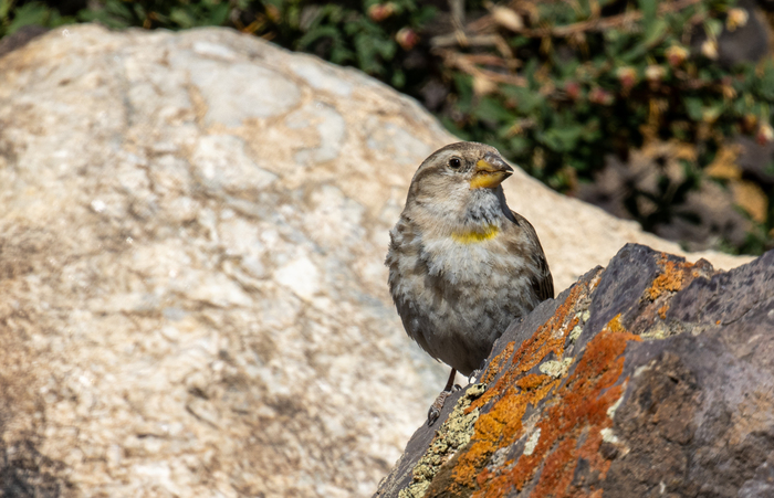 �������� �������