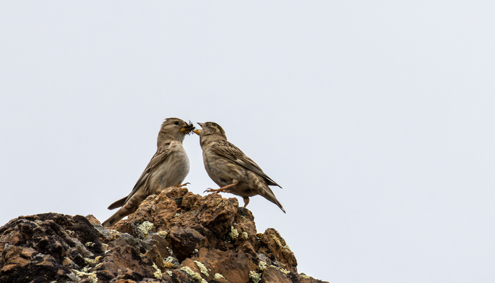 �������� �������, ����������