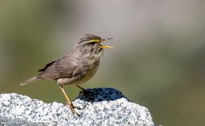 ��������� ������� ����� ���