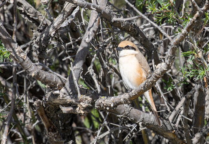 �������� �����