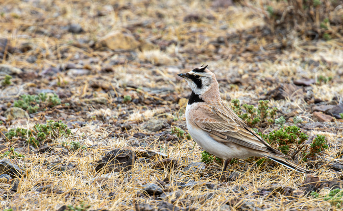 ������� ���������