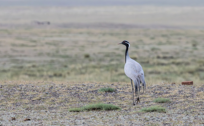 �������-��������