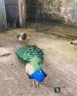    , , , 