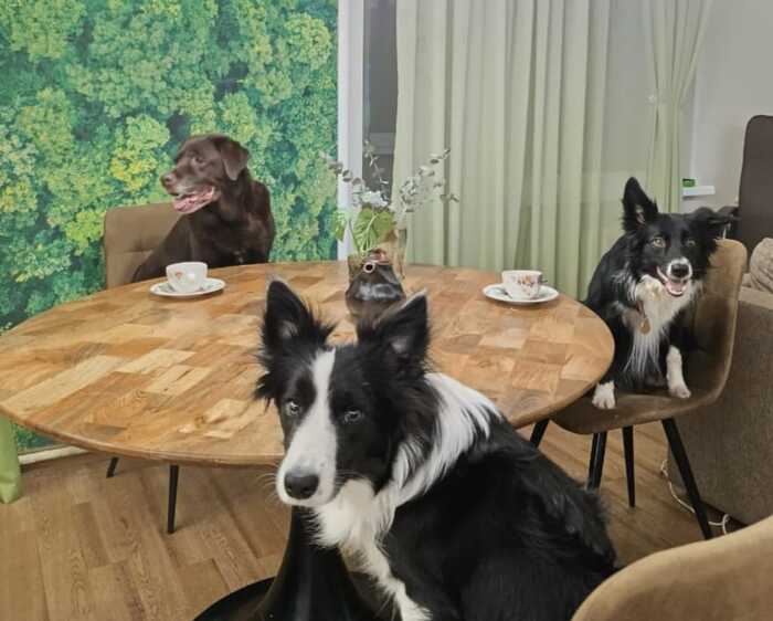 Потише можно? У нас чаепитие!