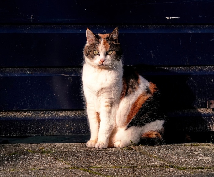 ��� �� ����������...