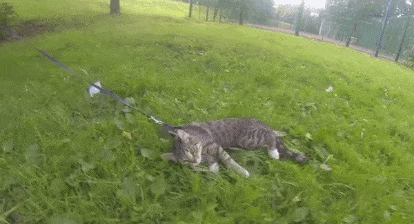 Кошачьи гифки Гифка, Ассорти, Кот, Длиннопост