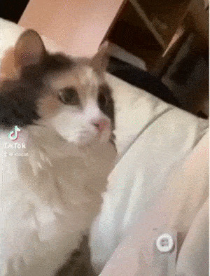 Кошачьи гифки Гифка, Ассорти, Кот, Длиннопост