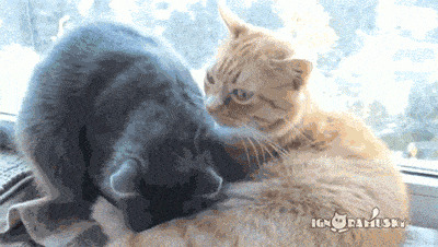 Кошачьи гифки Гифка, Ассорти, Кот, Длиннопост