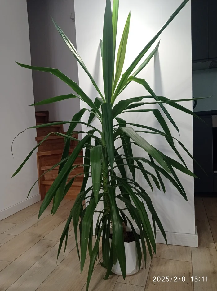 Just to dilute the abundance of posts about violets. Yucca - The photo, Yucca, Houseplants, My