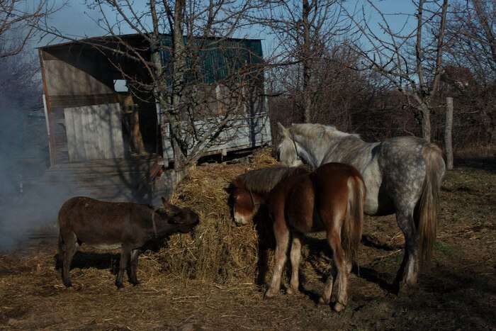 Конюшня - зло (?)