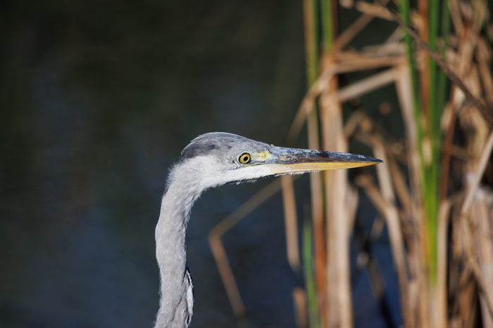 Цапля пялится на вас