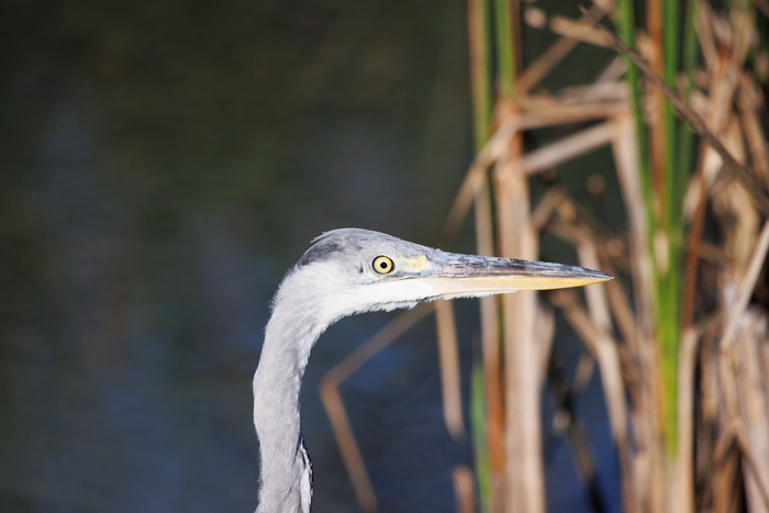 Цапля пялится на вас
