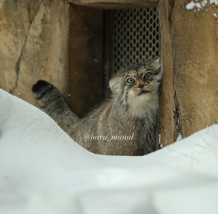Мечтательная Полли