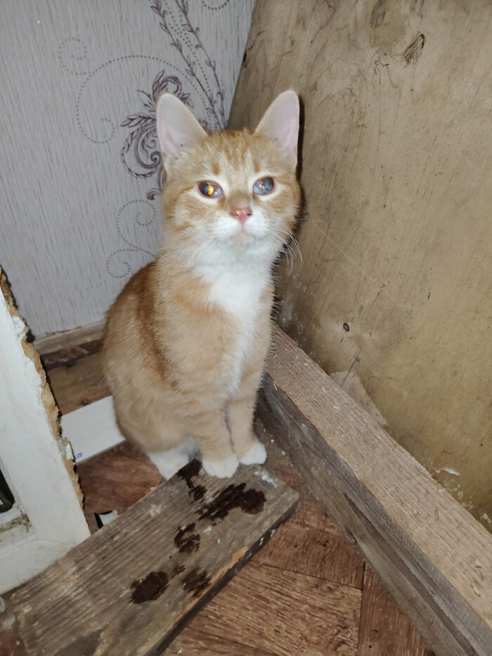 Ищет куратора или дом котёнок с проблемами со здоровьем