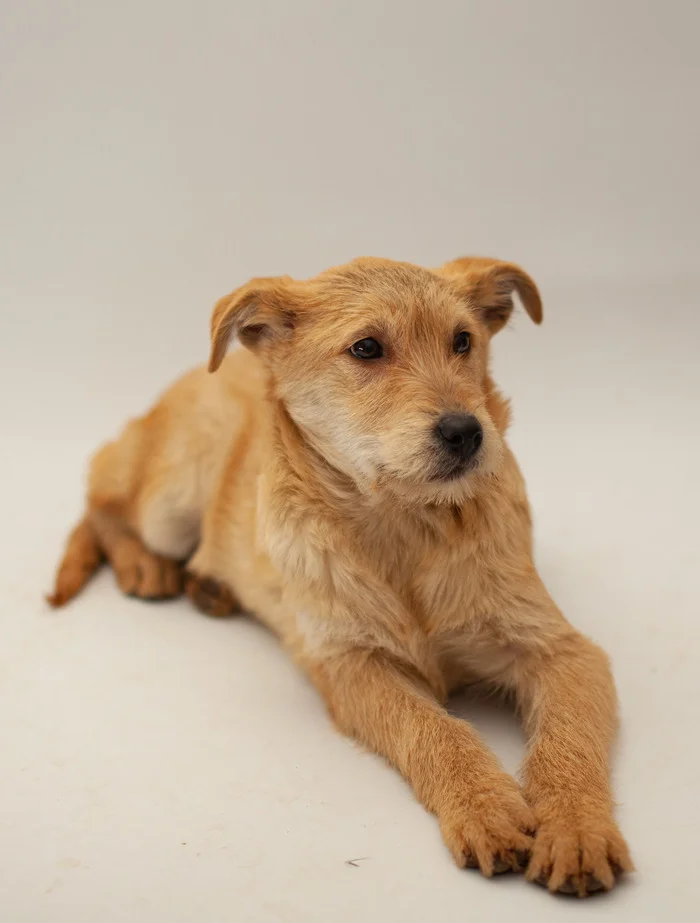 Businka. 5 months. Moscow. Will grow 20 kg. Will be a devoted friend. Take happiness into your home! Call, write to WhatsApp! 89773795810 Svetlana - My, In good hands, Dog, Homeless animals, Volunteering, Shelter