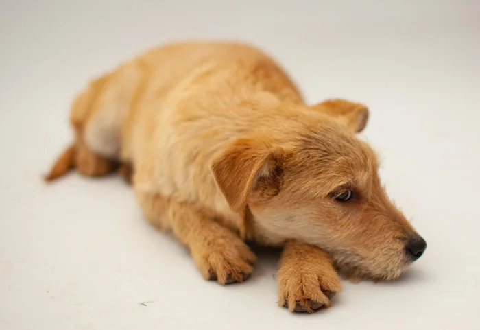 Businka. 5 months. Moscow. Will grow 20 kg. Will be a devoted friend. Take happiness into your home! Call, write to WhatsApp! 89773795810 Svetlana - My, In good hands, Dog, Homeless animals, Volunteering, Shelter