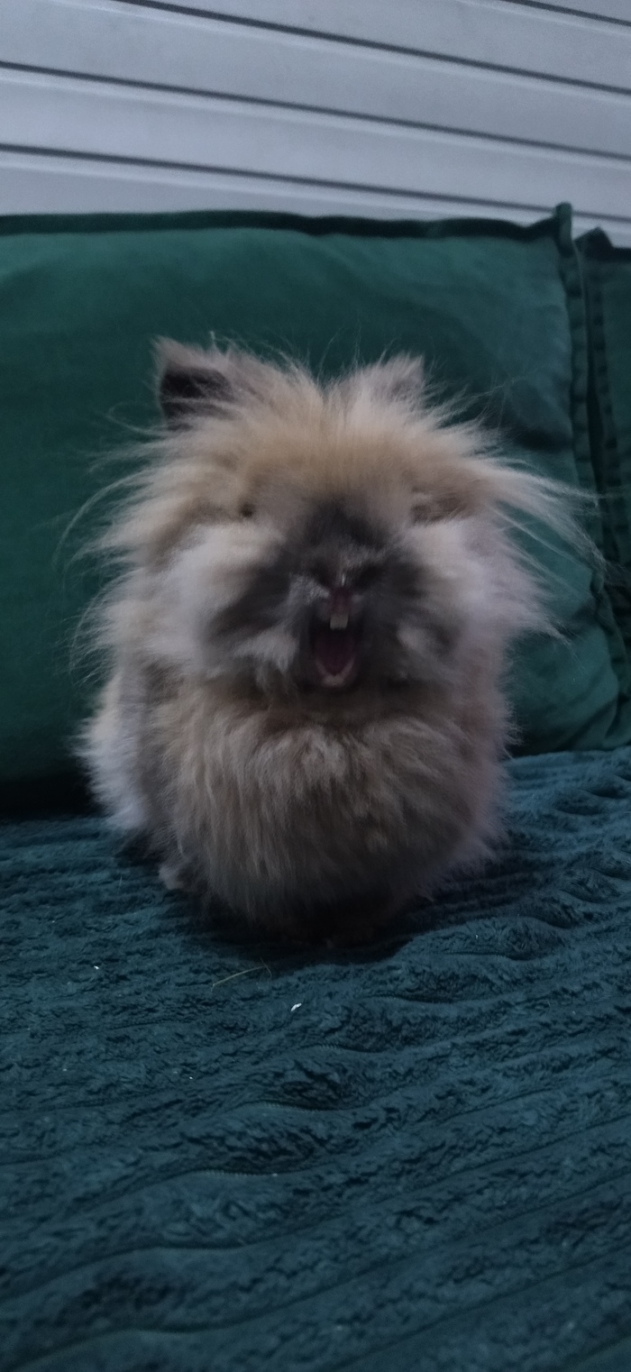    , , , ,  , , 