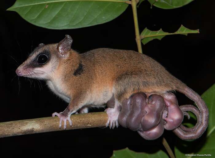 Самка опоссума Робинсона кормит детёнышей