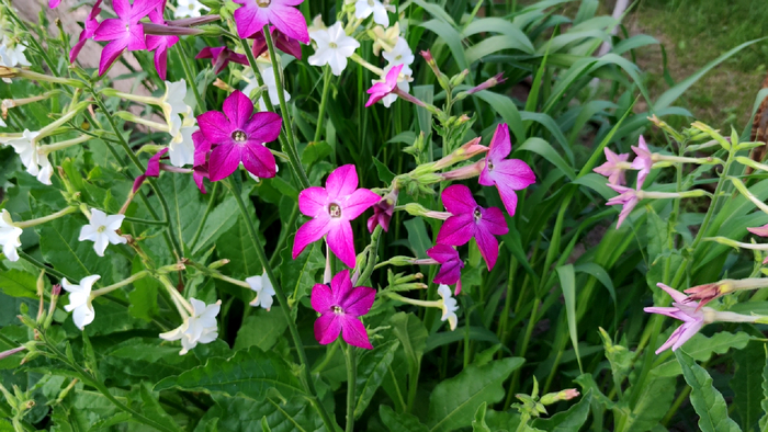 ����� �������� - ��������