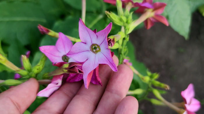 ����� �������� - ��������