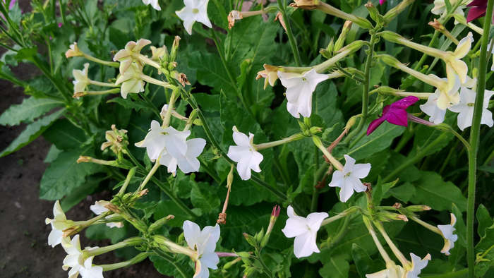 ����� �������� - ��������