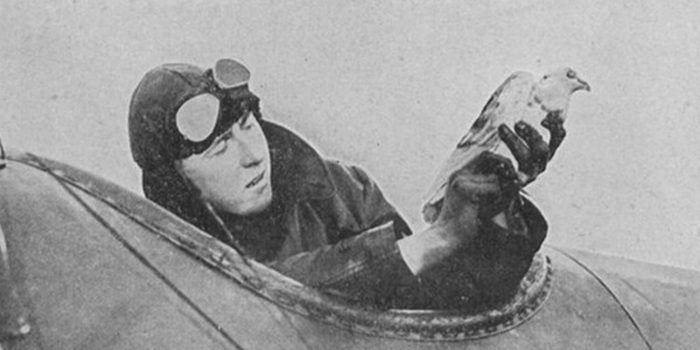 Отправка голубеграммы