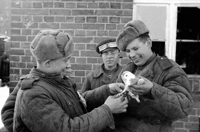 Бойцы 4-го Украинского фронта с голубем в освобожденном польском городе Струмень. Фото — Николай Петров, февраль 1945