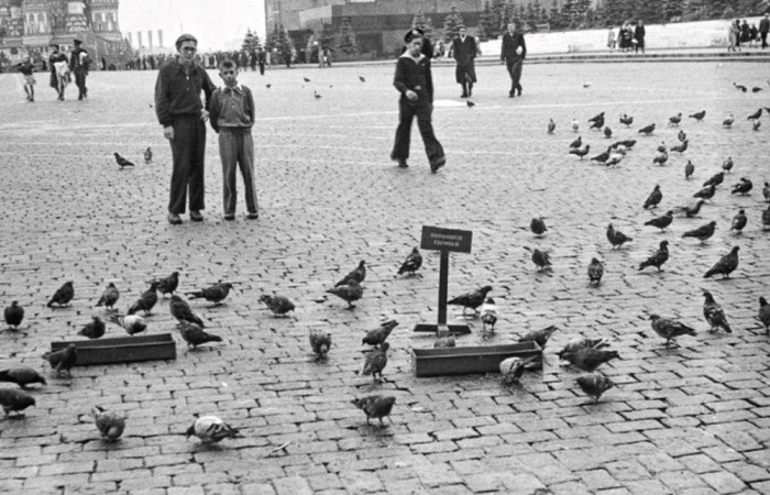 Кормушки для голубей на Красной площади
