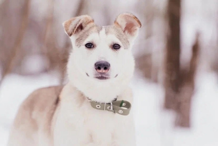 Люси мечтает попасть в хорошую семью!