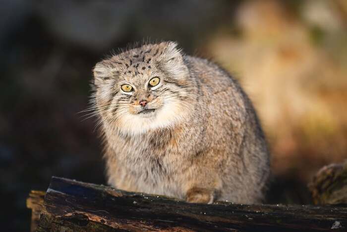 Это всё мне?!