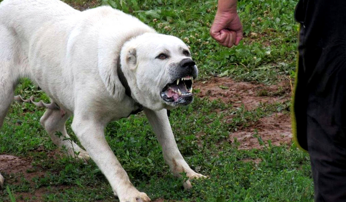 — Но я прочитал, что собаки с висячими ушами добрые! — Ты не дочитал до конца!