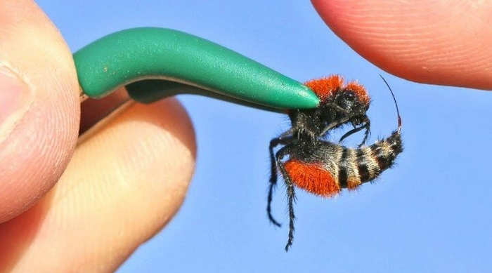 Давай, подними ещё на миллиметр выше, и я его уничтожу!