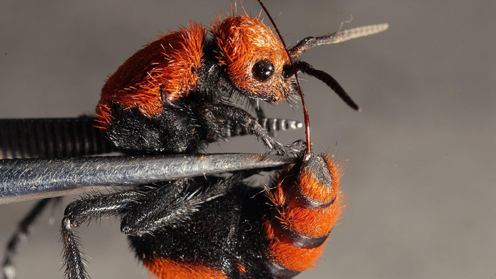 С жалом такой длины яд, в принципе, и не нужен.