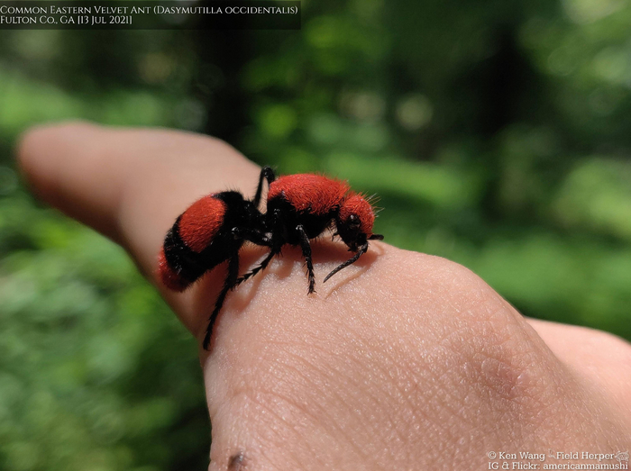 Я знаю, что ты не жаба. Кажется, ты попал, дурачёк...