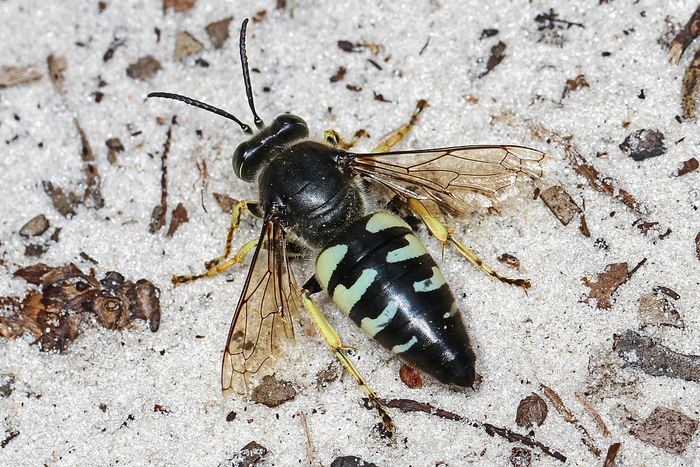 Песочная оса в два раза больше бархотного муравья. Её длина достигает 5 см!