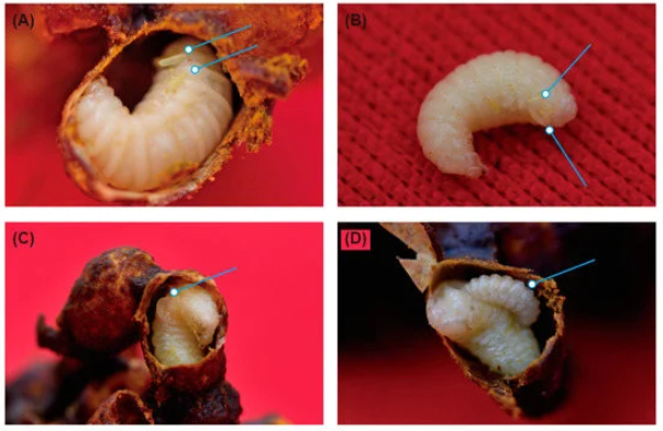 А вот сами личинки выглядят довольно непримечательно. Зато на 4 фотографии вы можете видеть, как личинка муравья присосалась к куколке осы.