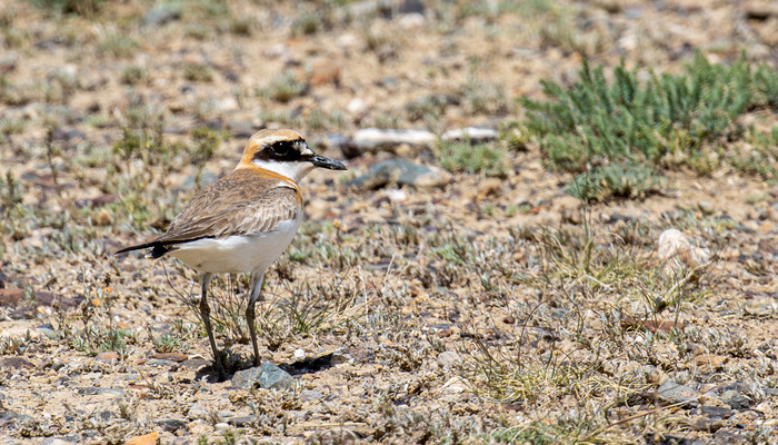 ��� ���� ���, �� ������������, �����.