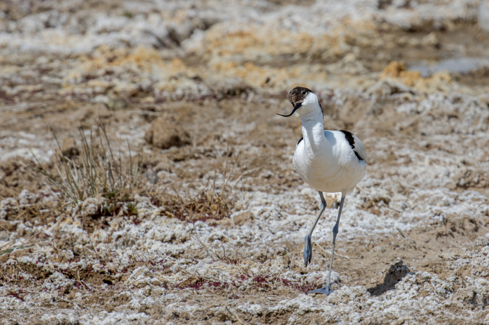 ����������. 