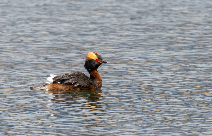 ������������ ������� � �������-��������.