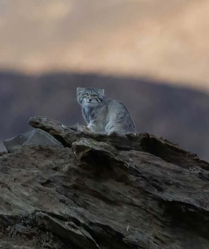 Горный призрак