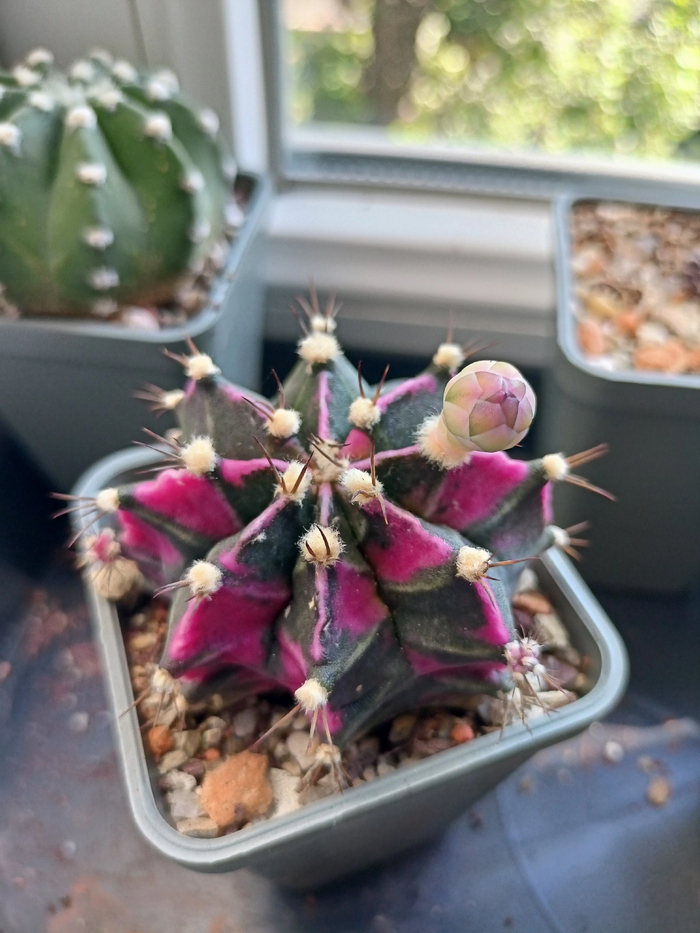 Можно любоваться бесконечно 😍