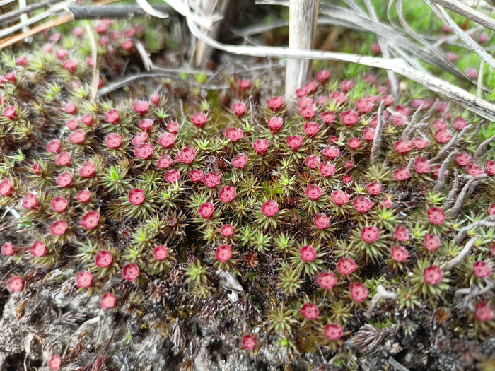 Первый раз в жизни видела, как цветёт мох