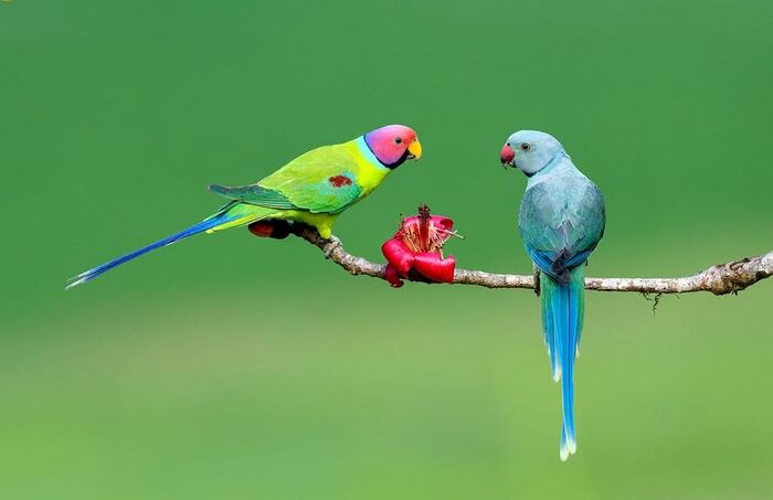 Красноголовый кольчатый попугай и малабарский кольчатый попугай.