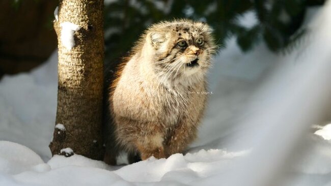 ,  .   Shigeo_K3 Twitter