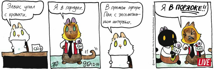 Котейкины Новости от 10.02.2025