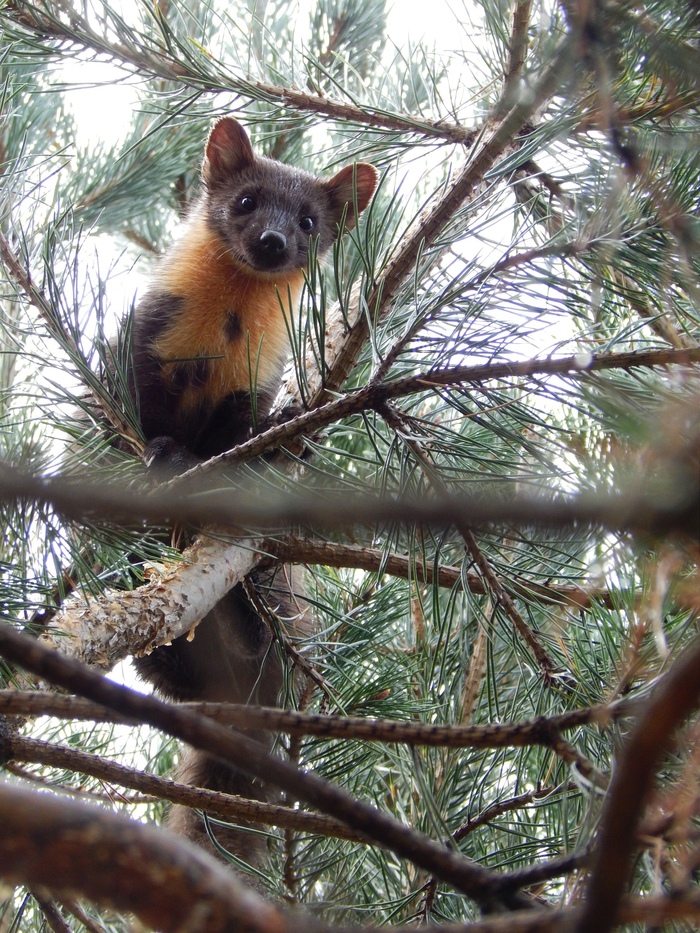 ��������� ����������� ���������